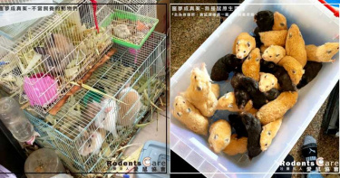 天竺鼠關狹小籠子「互吃小孩」!志工聞屍臭 聽見打架慘叫聲超心痛