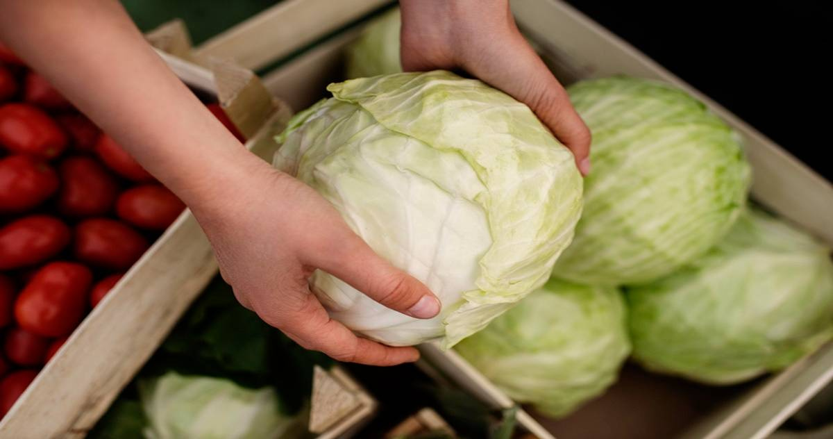 Exploring the Origin and Selection of Cabbage From Europe to Taiwan Archyde