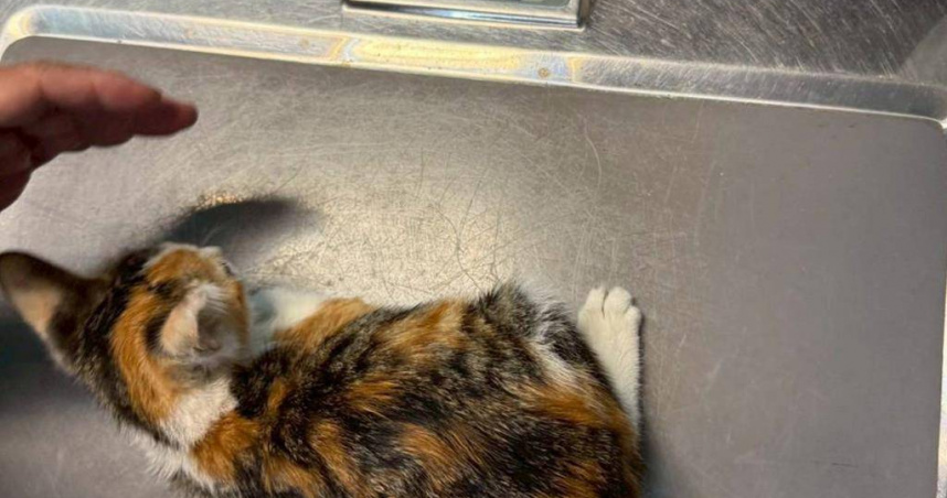 台南市永康區近期有動保團體抓紮12隻小奶貓後放回，導致死的死、病的病，市議員吳禹寰23日抨擊TNVR執行失控，根本是變相撲殺。（圖／吳禹寰提供）