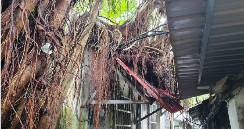 文山區一處路數傾倒扯斷電線。（圖／翻攝畫面）