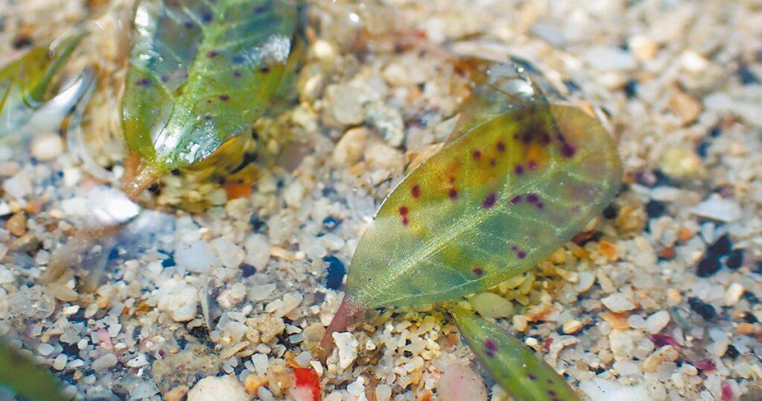 澎湖因為海草復育而發現的小喜鹽草，成為台灣第4種新紀錄種。（圖／翻攝畫面）