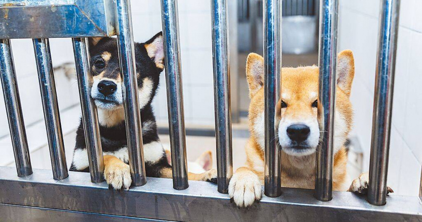 毛小孩吸二手菸也會罹癌。（示意圖／本報資料照片）