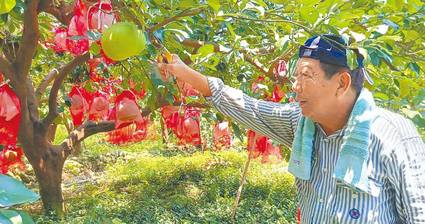 彰化縣二水鄉盛產白柚，即將成熟的白柚掛滿枝頭，白柚農陳永棠為防獼猴肆虐，在白色紙袋外再加套紅色網袋。（圖／中國時報葉靜美攝）