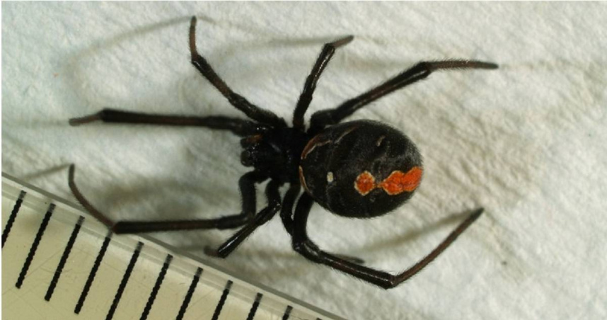 澳洲紅背蜘蛛。（圖／翻攝自Threads／岩國市政府官網）