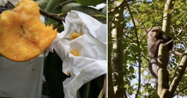 仁愛鄉馬烈霸甜柿園因停電造成電網斷電，吸引20多隻台灣獼猴肆虐，成熟的柿子遭嗑食。（圖／民眾提供）