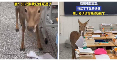 小鹿誤闖教室大啃考卷，學生驚呼：「我的作業真的被鹿吃了！」（圖／翻攝自兔姐吃瓜）