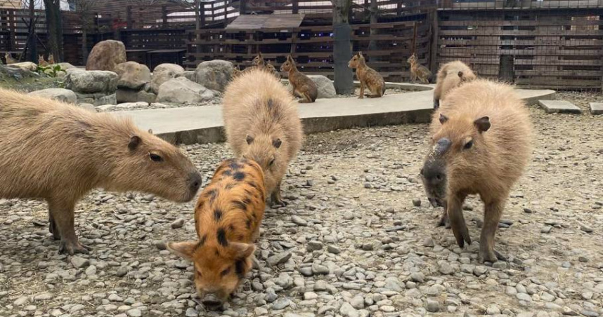 蘭陽動植物王國遭網友批多處出現簡體字。（圖／翻攝自臉書＠YilanAnimalKingdom）