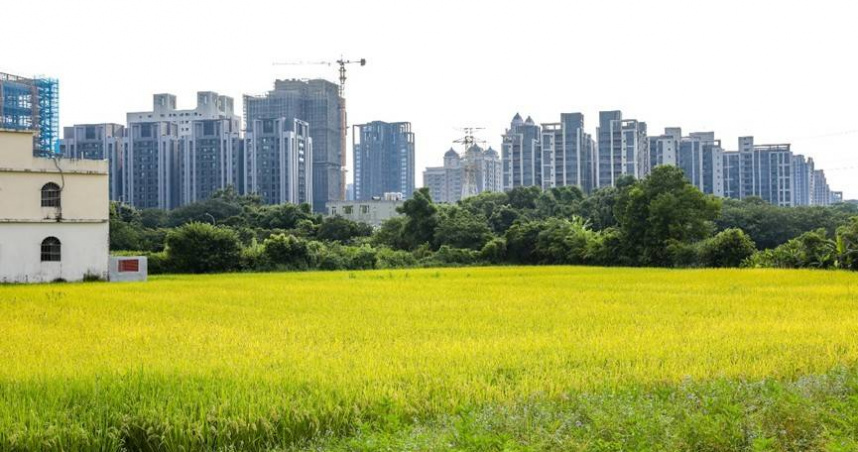 新竹縣2026縣長之爭隨著現任縣長楊文科8年二任屆滿，進入全新戰局。圖為新竹縣竹北市東海地區高樓與稻田錯落之景。（圖／黃耀徵攝）