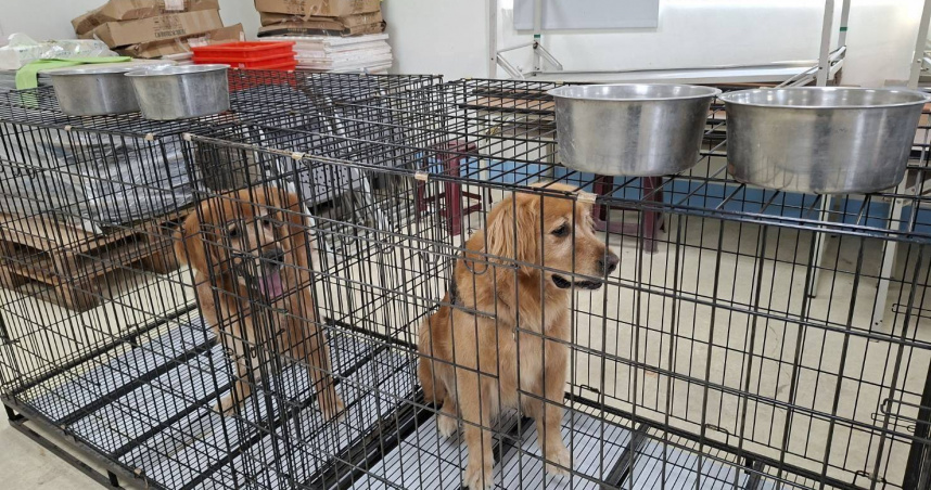 餐廳「獵犬不打獵」10隻狗狗遭扣留。（圖／苗栗縣政府）