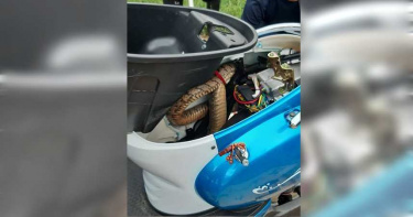 近2公尺長臭青母藏車箱 網友驚:以後騎機車都會怕