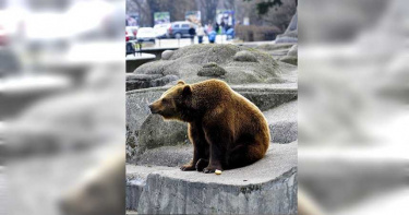 醉漢闖動物園攻擊母熊遭提告 因「沒戴口罩」判罰21萬
