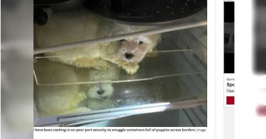 德國警破獲動物走私案 公寓「冰箱內」尋獲4隻馬爾濟斯