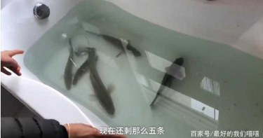 封閉管理有妙招!武漢女「浴缸養魚」:活的才好吃