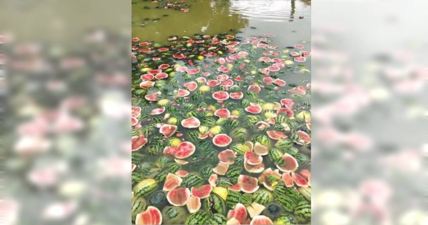 大陸網友近日發影片稱，廣西省崇左扶綏縣的西瓜價格大跳水，有瓜農把西瓜扔進魚塘餵魚。（圖／翻攝自微博）