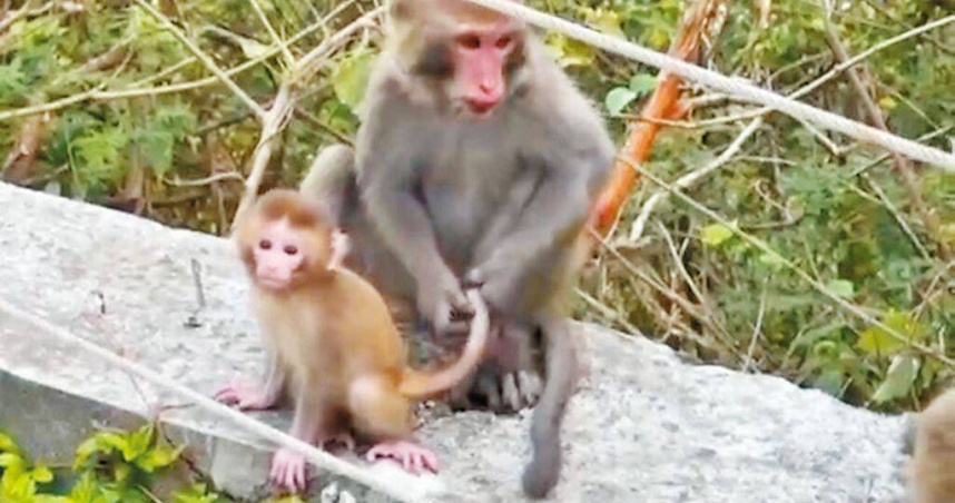 有民眾在內湖大街發現台灣獼猴。（示意圖／資料照，中國時報蔡旻妤攝）