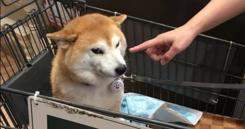 「不可以色色」迷因柴犬本尊離世。（圖／Instagram＠ponsan_shiba）