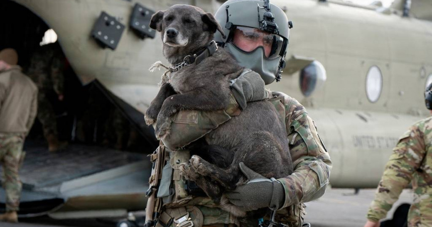 阿拉斯加志工將災區犬隻裝入籠中，準備搭乘小型包機前往安全地區等待與飼主重聚。（圖／達志／美聯社）