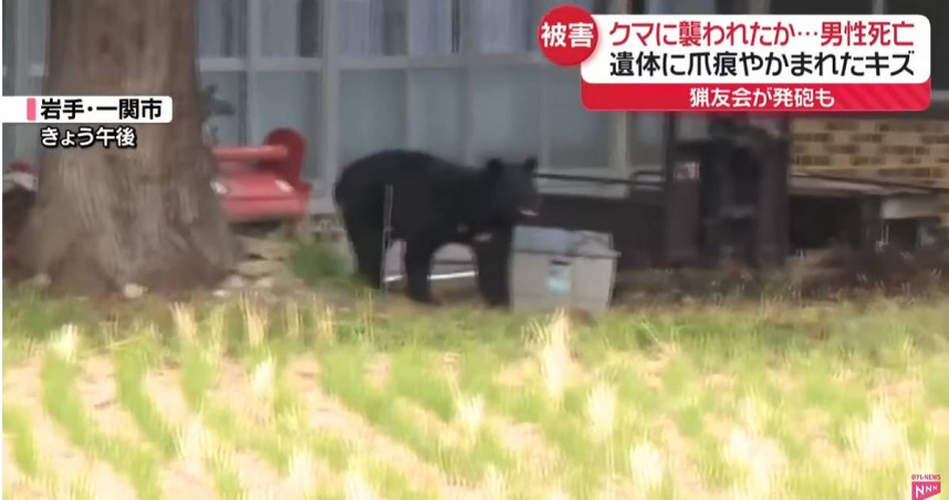 岩手縣一關市27日發生悲劇，1名67歲男子遭熊攻擊身亡。（圖／翻攝自YouTube／日テレNEWS）