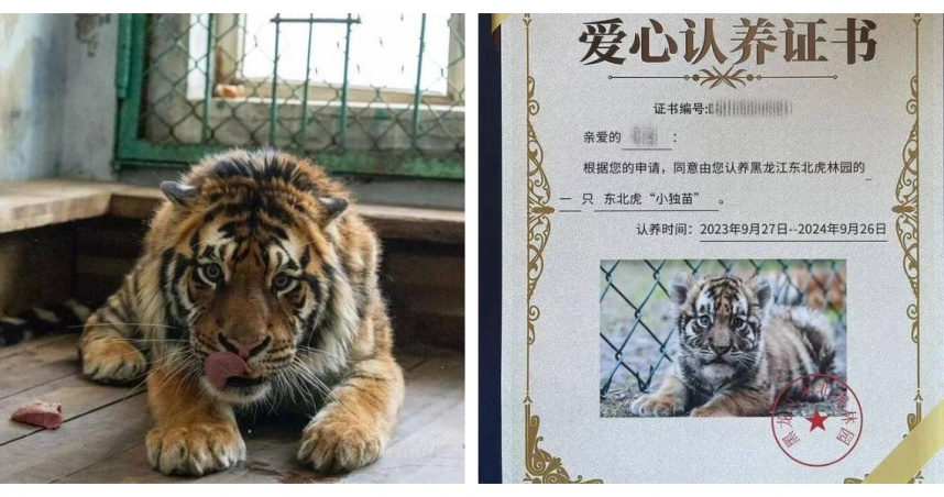 李女士花費逾兩千元人民幣認養東北虎「小獨苗」，卻在兩年內僅收到一張照片，最終得知虎隻已死亡。（圖／翻攝自大風新聞，下同）