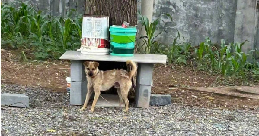 今年初，中國山西省長治市曾發生一起由「寵物狗咬人」引發的1死3傷血案，案件今日開庭引起陸媒關注。（圖／翻攝微博／中國新聞周刊）