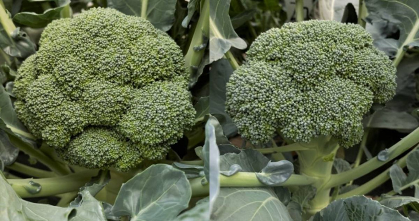 台灣主要栽培青花菜品種為「綠寶」及「萬寶」。（圖／翻攝自食農教育資訊整合平台）