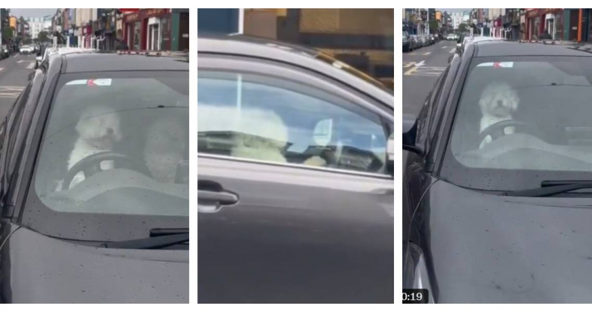 狗狗跳上駕駛座狂按喇叭，畫面在網路瘋傳。（圖／翻攝自X，@marcjushm）