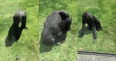「你怎麼了?」猩猩看到受傷小鳥 趕過去趴地觀察溫柔照顧