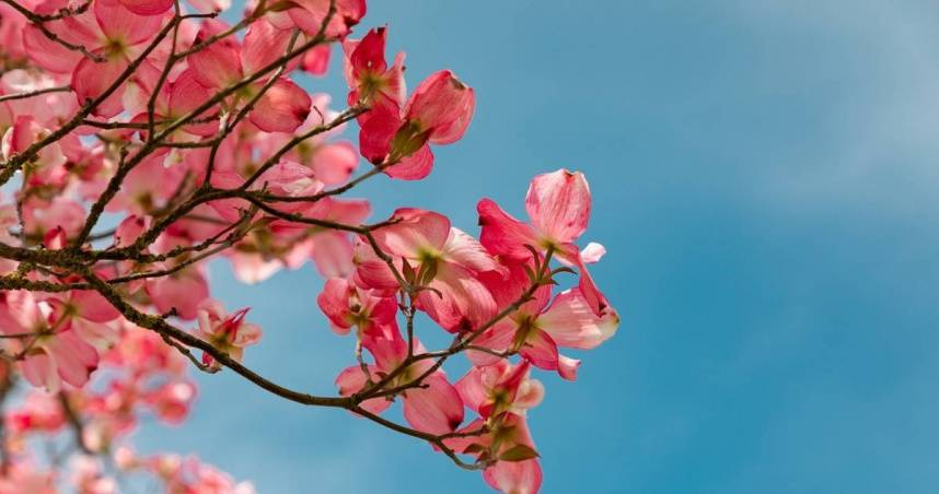 2025招好桃花！掌握擺設5重點　趨吉避凶增好人緣（示意圖／PIXABAY）