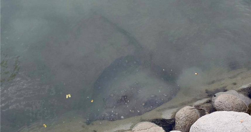高雄市境內的澄清湖遭民眾發現有魟魚出沒，民代、專家推測是寵物放生造成，憂心成魚虎翻版釀生態危機。（圖／中國時報記者任義宇攝）