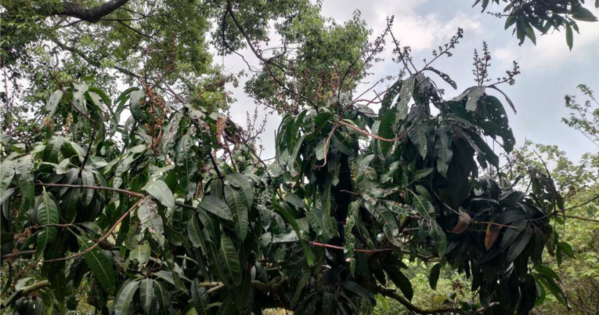 高雄包含荔枝、芒果、水蜜桃等作物，今年春天受寒害，影響結果率剩往年3至9成不等，農業局即日起開放救助金申請受理。（圖／高雄市農業局提供）