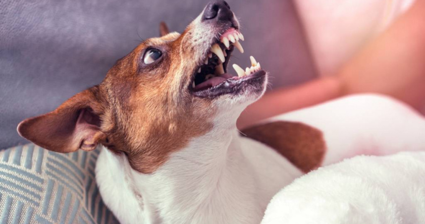 20歲妙齡女遭愛犬猛咬1口 3階段整形手術成功重建笑容（示意圖：shutterstock／達志）