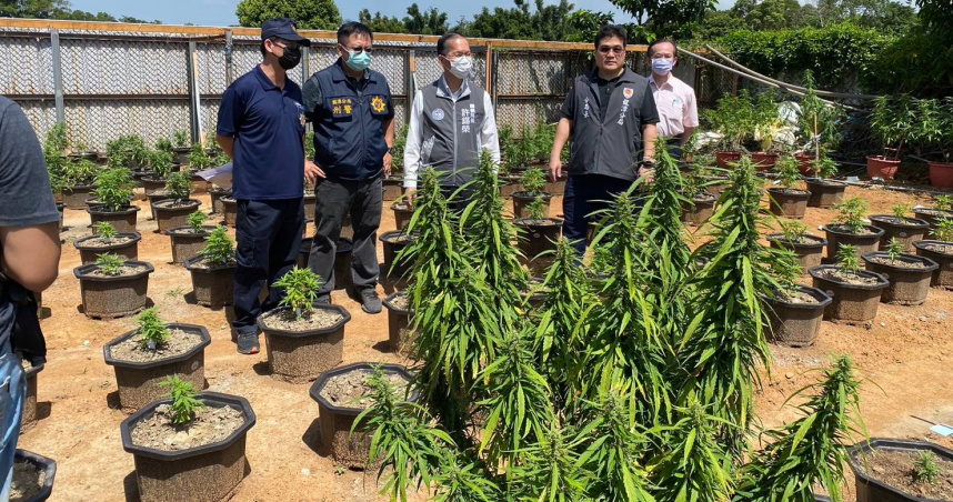 近年大麻查獲量不斷攀升，根據教育部數據，目前大麻已是學生濫用藥物的第三名。（示意圖／報系資料照）