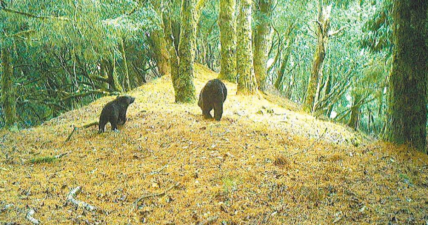 近日有山友在玉山園區瓦拉米步道發現黑熊母子散步。（圖／翻攝畫面）