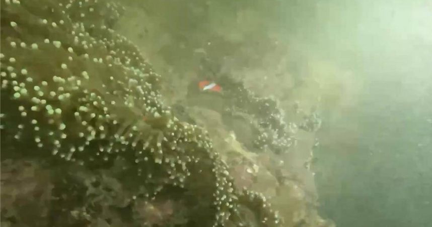 墾丁海域近來傳出下雨後海底混濁情況，且澄清時間較以往更久。（圖／資深潛水教練提供）