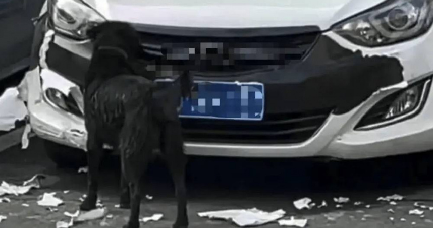 大陸湖南一名馬姓女子把車停在停車場，在家睡午覺卻接到陌生男子來電聲稱她的車被狗咬，她原以為遇到詐騙，去現場一看才發現是真的，肇事狗狗還逃跑，至今還沒找到狗和飼主。（圖／翻攝自微博／封面新聞）