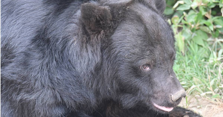 男子在日本森林中被熊襲擊。（示意圖／photoAC）