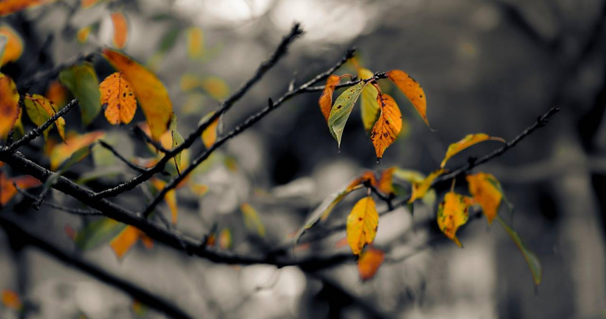 英國一名86歲老翁馬許散步時有落葉被強風吹入口中，吐掉竟遭控隨地吐痰，挨罰上萬元。（示意圖與本文無關／Pixabay）