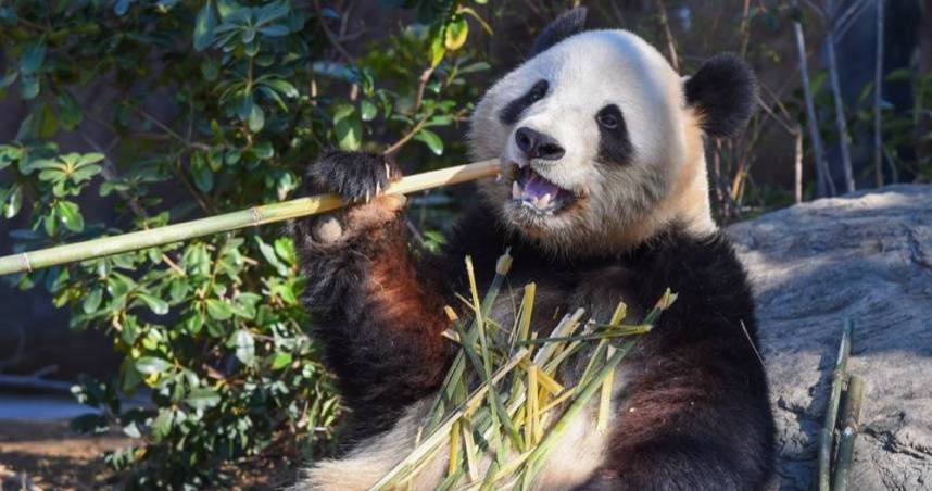 日本僅存的2隻熊貓預計明年1月提前返回中國。（圖／上野動物園官網）