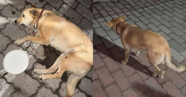 一名男子將狗狗拐回住處，並從5樓把狗往下丟。（圖／翻攝自Threads／@lin19970823）