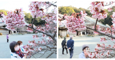 連續假期帶動人潮湧入河津町，單日造訪人數創下疫情以來新高。（示意圖／達志／美聯社，下同）