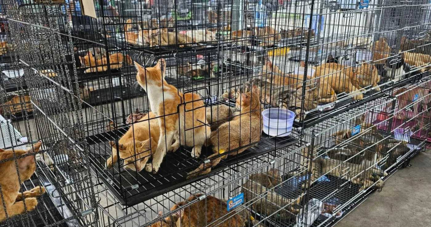 越南胡志明市今年6月才破獲一起偷貓集團。（圖／Humane World for Animals Viet Nam）