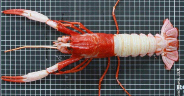 生物科技學副教授逛魚港 竟發現超稀有種龍蝦