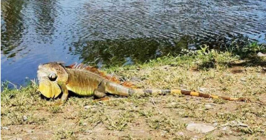 抓不完!「酷斯拉」爽曬日光浴 網友笑:麟洛何時有綠鬣蜥生態公園