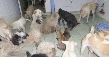 失業男養100隻流浪貓犬 寧賣腎也不願接受捐款