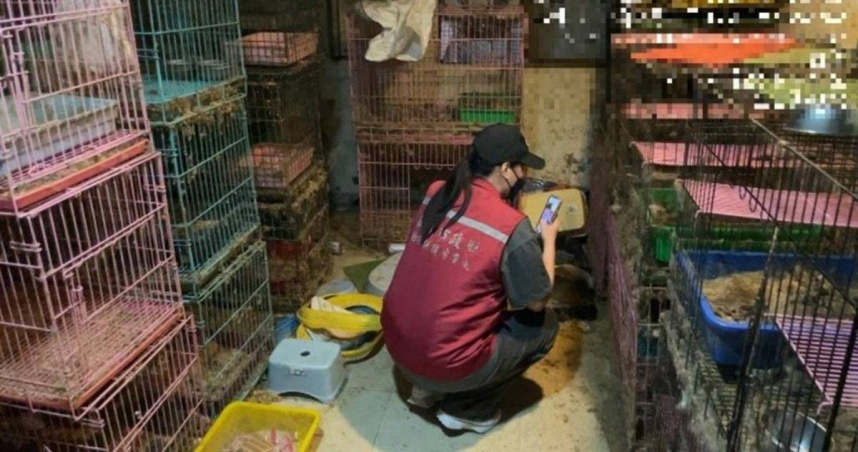 謝男住處飼養大量貓隻。（圖／新北市動保處提供）