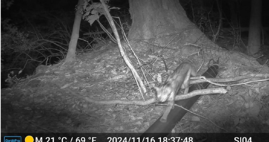 林業及自然保育署臺中分署於斯可巴社區架設之紅外線自動相機紀錄到石虎出沒。（林保署提供／李京昇台中傳真）