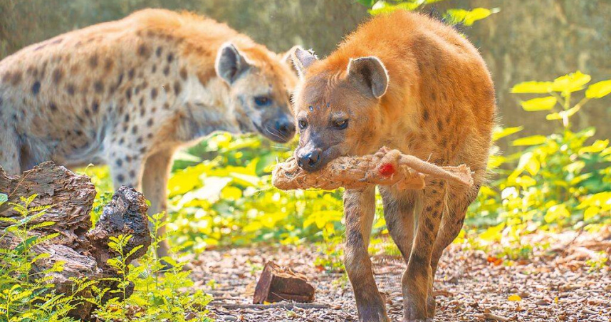 台北市立動物園斑點鬣狗「小乖」、「小白」時常叼著特製麻布袋造型玩具遛達，近1年來2度遭遊客跨進圍欄騷擾。（圖／翻攝畫面）