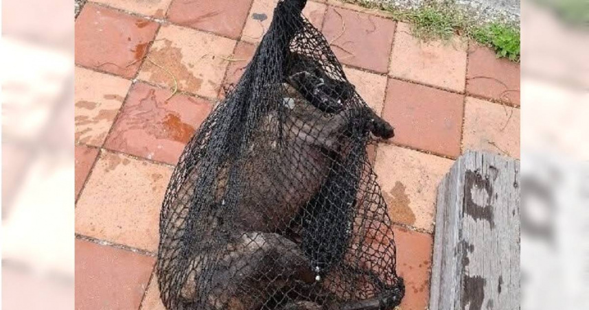 鑽石沙灘屢發生浪犬攻擊事件，動保處4日捕獲攻擊泳客的犬隻，將釐清牠是否為攻擊蔡姓老翁的3犬之一。（圖／翻攝臉書永安大小事）