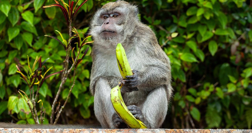 長尾獼猴經常在烏魯瓦圖廟出沒，向遊客搶奪手機、眼鏡等物品，換取水果作為回報。（示意圖／Pixabay）