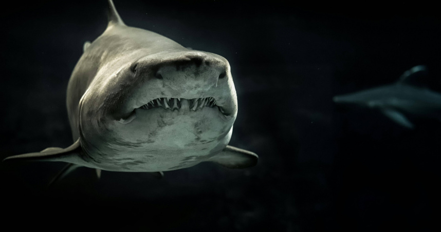 一名16歲少女安娜貝爾（Annabel Carlson）在伯利茲度假時，遭遇兩條鯊魚接連襲擊。（示意圖／翻攝Pexels）